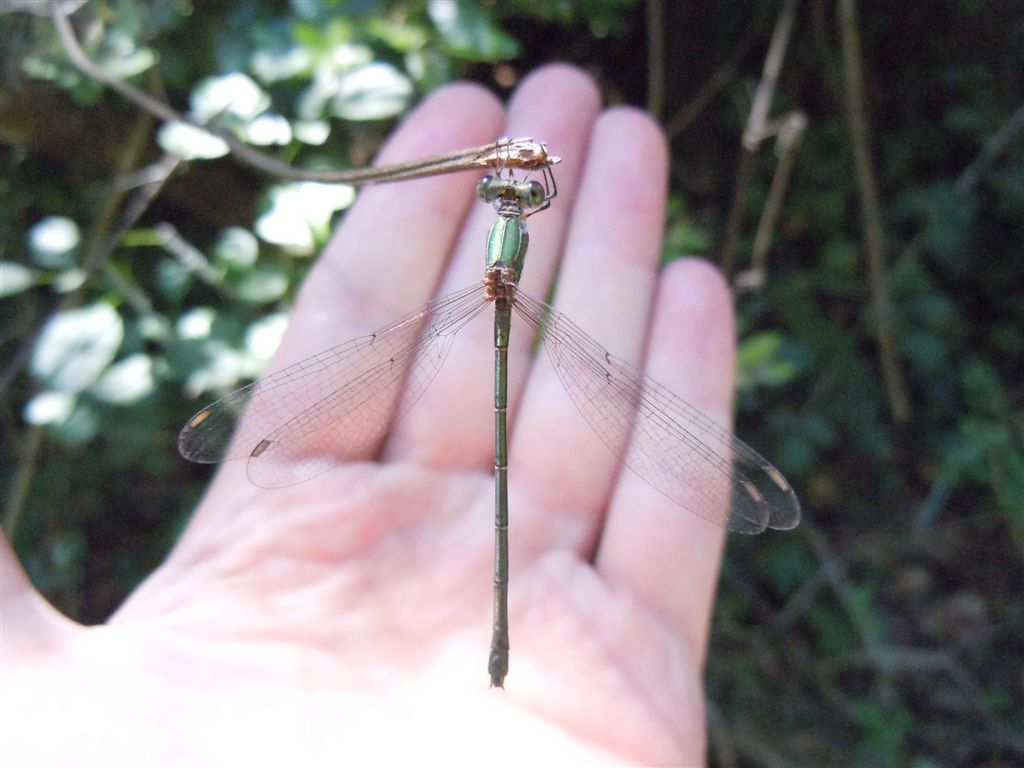 Chalcolestes parvidens:  m. (sicuro) & f. (forse)